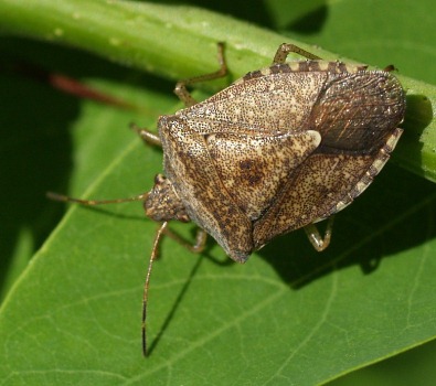 Stink bugs! – University of Lynchburg